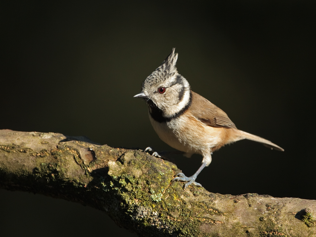 Parus cristatus Crested Tit Kuifmees